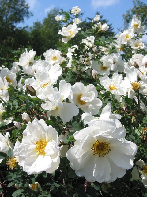 midsummer-roses-g787415e23_640.jpg